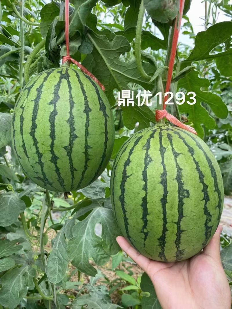 鼎优1293礼品西瓜早熟手剥皮西瓜大红肉耐热耐水晶