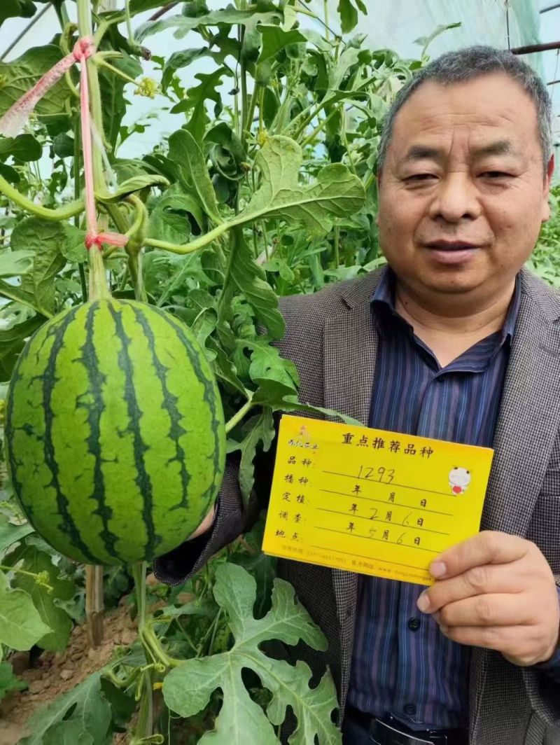 鼎优1293礼品西瓜早熟手剥皮西瓜大红肉耐热耐水晶