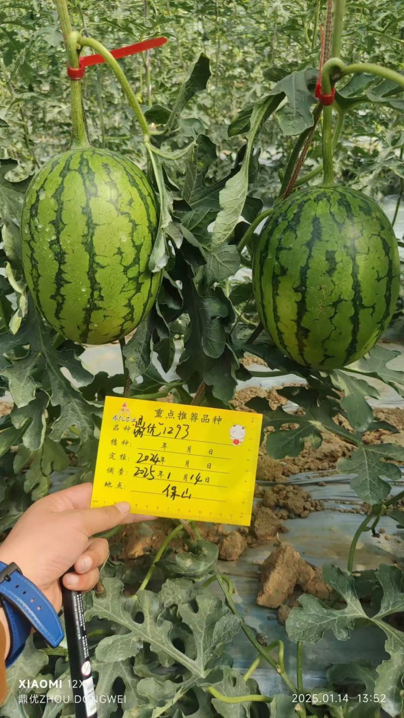 鼎优1293礼品西瓜早熟手剥皮西瓜大红肉耐热耐水晶