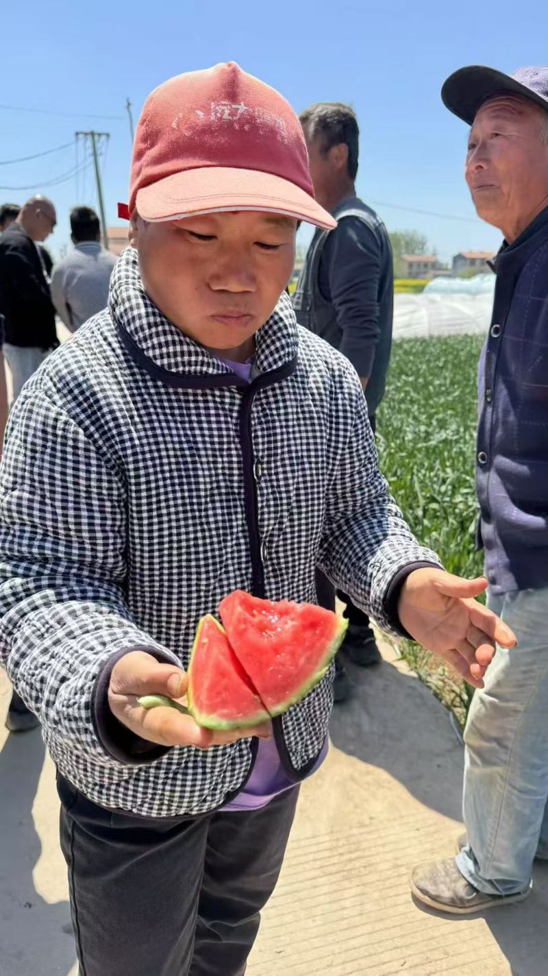 鼎优1293礼品西瓜早熟手剥皮西瓜大红肉耐热耐水晶