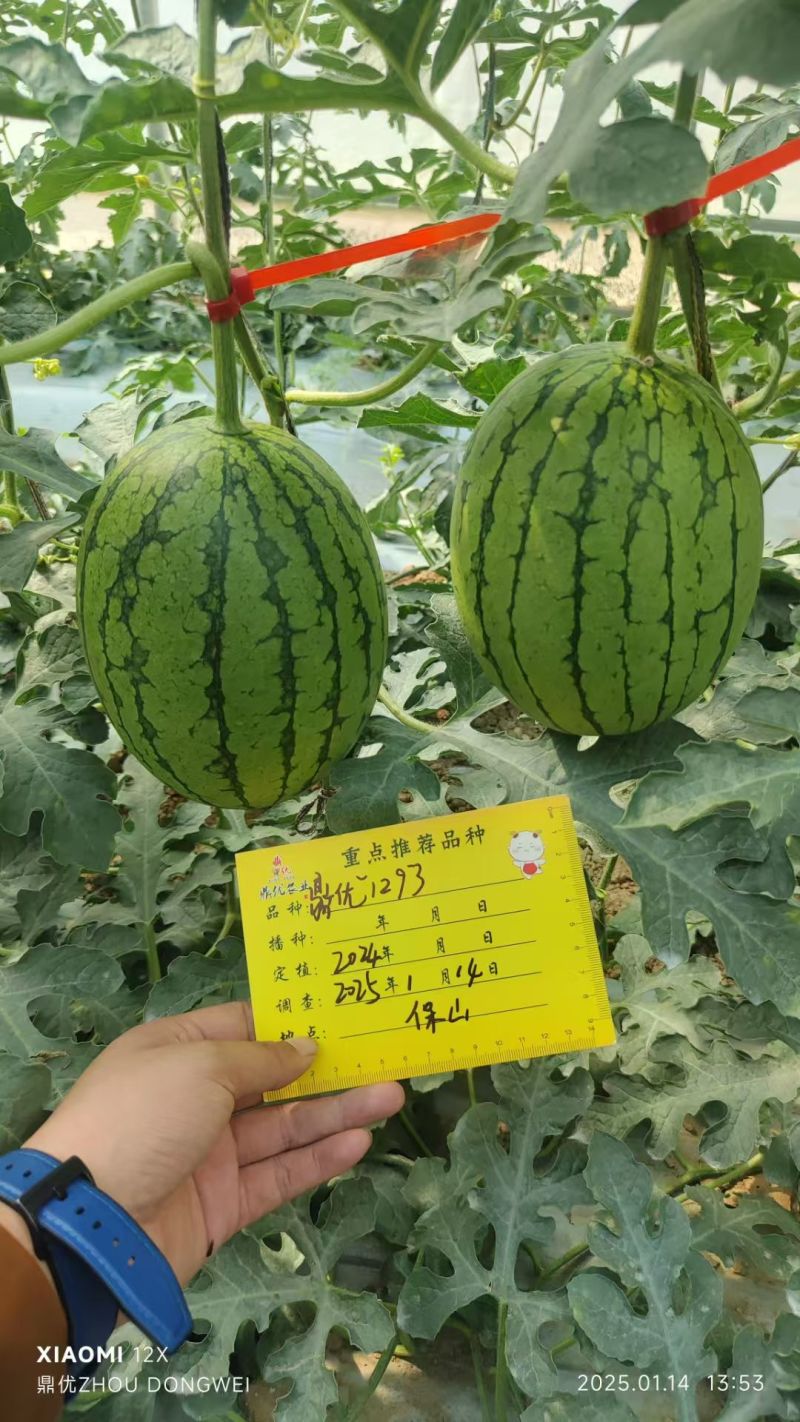 鼎优1293礼品西瓜早熟手剥皮西瓜大红肉耐热耐水晶