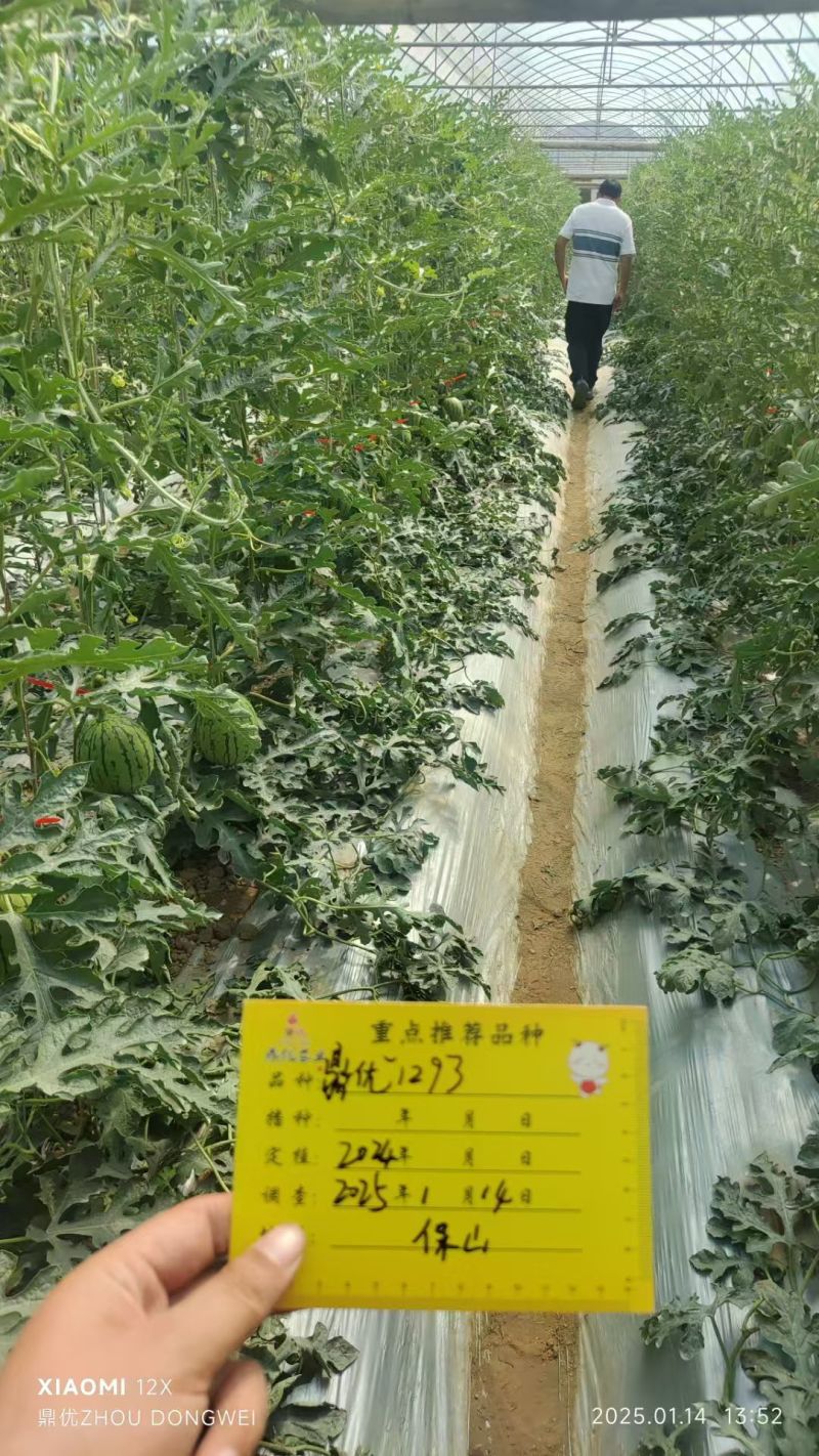 鼎优1293礼品西瓜早熟手剥皮西瓜大红肉耐热耐水晶