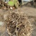花生秧牛羊草料花生秧秸秆一手货源批发花生秧草料
