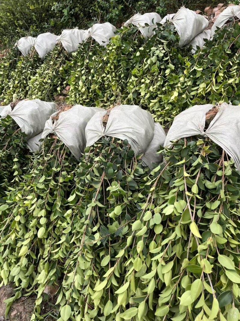 长林系嫁接油茶苗，长期有货！有需要的老板随时联系。