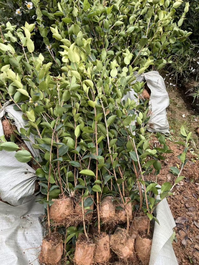 长林系嫁接油茶苗，长期有货！有需要的老板随时联系。
