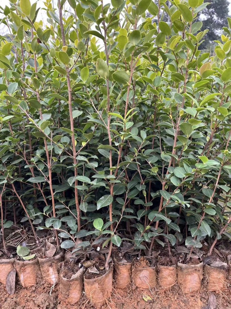 长林系嫁接油茶苗，长期有货！有需要的老板随时联系。