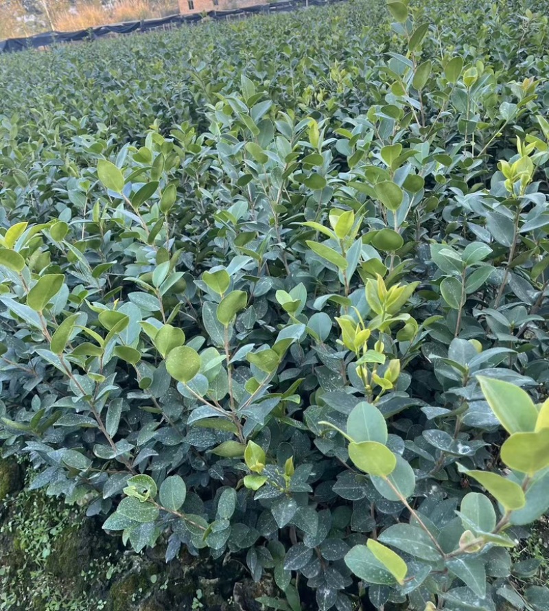 长林系嫁接油茶苗，长期有货！有需要的老板随时联系。