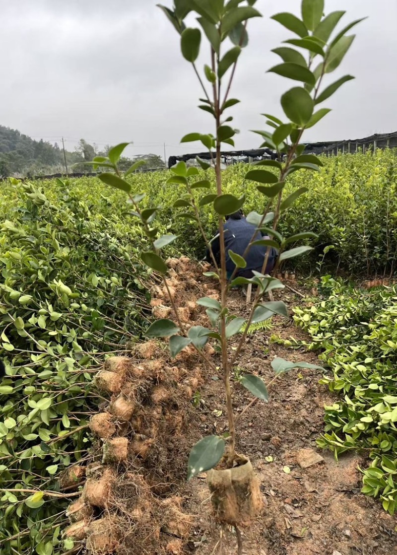 长林系嫁接油茶苗，长期有货！有需要的老板随时联系。
