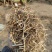 花生秧牛羊草料花生秧秸秆一手货源批发花生秧草料