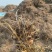 花生秧牛羊草料花生秧秸秆一手货源批发花生秧草料