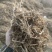 花生秧牛羊草料花生秧秸秆一手货源批发花生秧草料