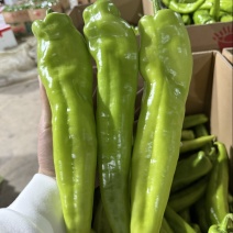 尖椒15~20厘米青微辣