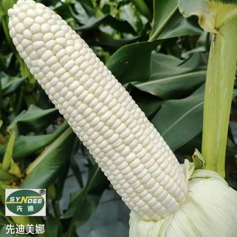 先迪美娜玉米种子白甜糯玉米高产春秋季早熟矮杆甜加白糯玉米