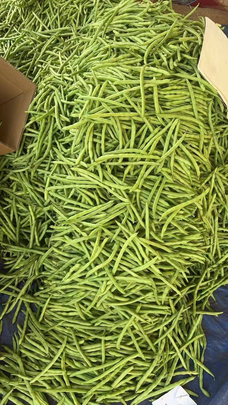 （时价）广东四季豆，白花豆，产地直发，大量供应，全国代发