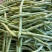 (时价)广东四季豆,白花豆,产地直发,大量供应,全国代发