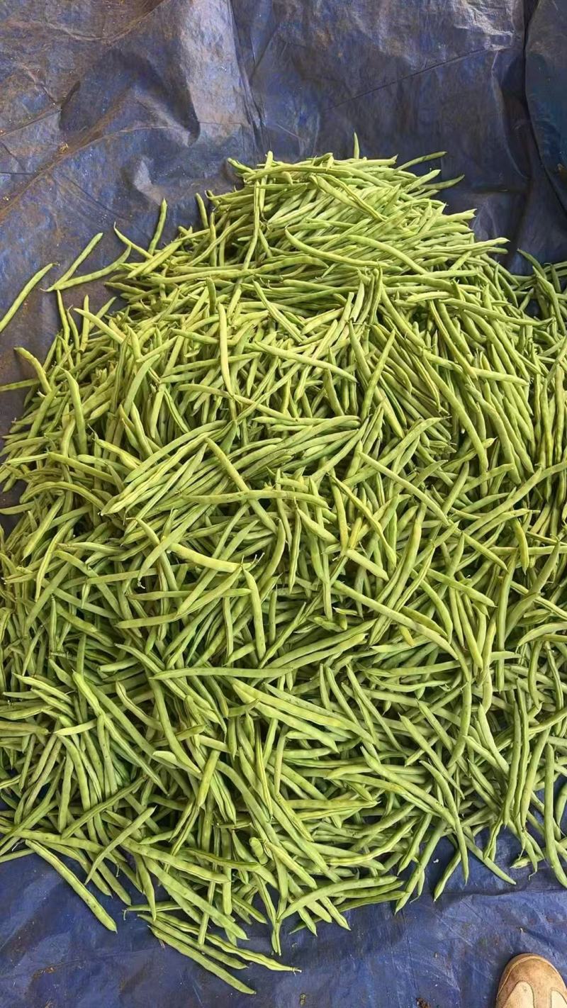 （时价）广东四季豆，白花豆，产地直发，大量供应，全国代发