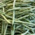 (时价)广东四季豆,白花豆,产地直发,大量供应,全国代发