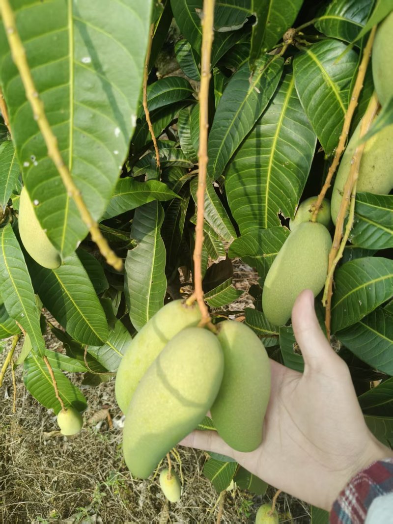 海南三亚象牙芒果，一件代发批发零售工厂，一级二级工厂货