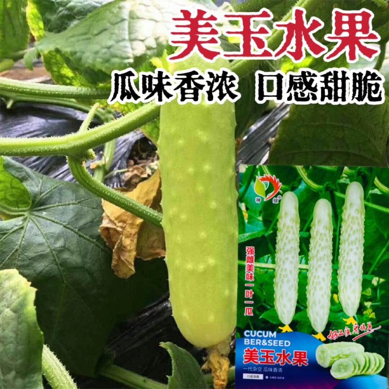 美玉水果黄瓜种子小青瓜种子可腌制瓜果早熟高产清脆爽口