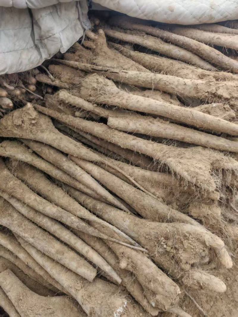 精品白玉山药货源充足产地直发质量保证诚信经营欢迎咨询