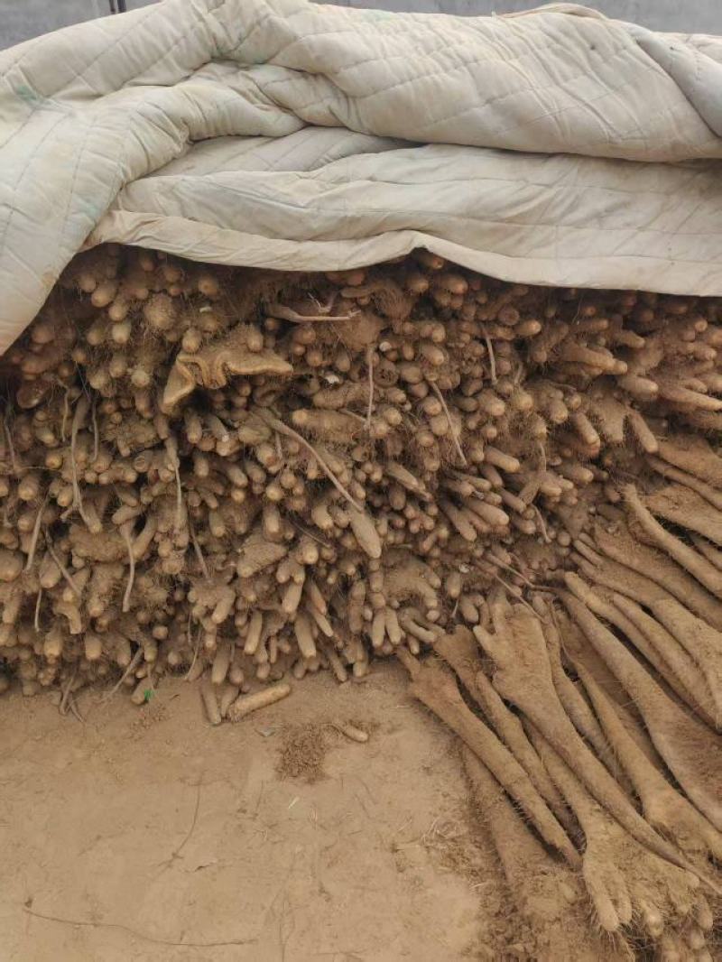 精品白玉山药货源充足产地直发质量保证诚信经营欢迎咨询