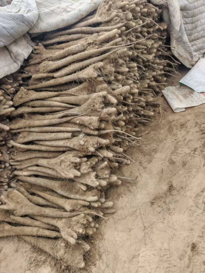 精品白玉山药货源充足产地直发质量保证诚信经营欢迎咨询