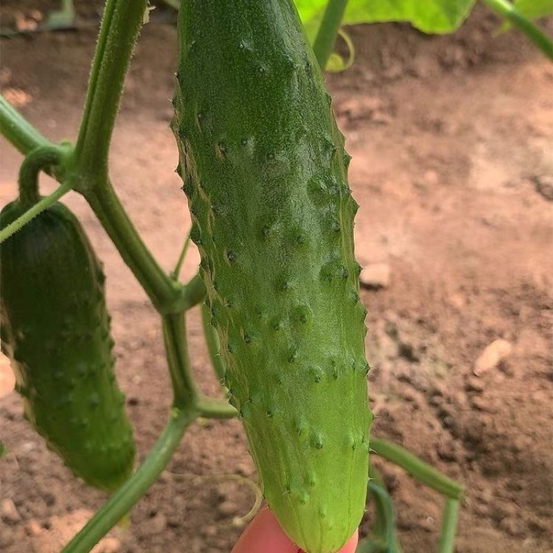 欧冠1号F1黄瓜种子高产早熟香脆全雌节节瓜家庭园艺阳台种