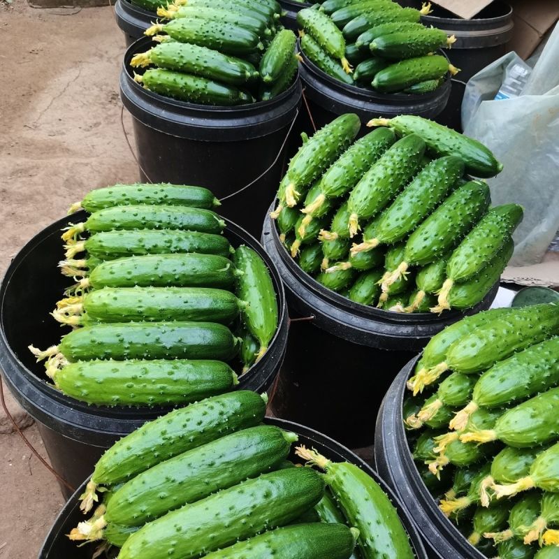 欧冠1号F1黄瓜种子高产早熟香脆全雌节节瓜家庭园艺阳台种