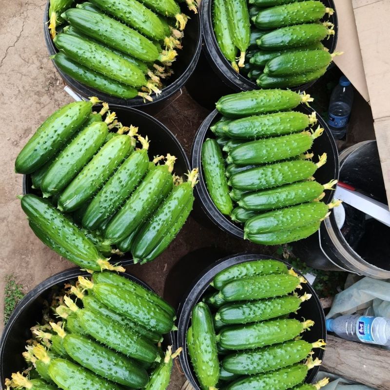 欧冠1号F1黄瓜种子高产早熟香脆全雌节节瓜家庭园艺阳台种