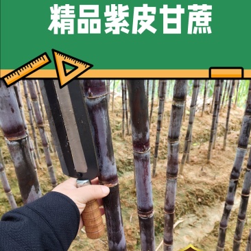 广西现货黑皮紫皮甘蔗产地直发一件代发市场批发