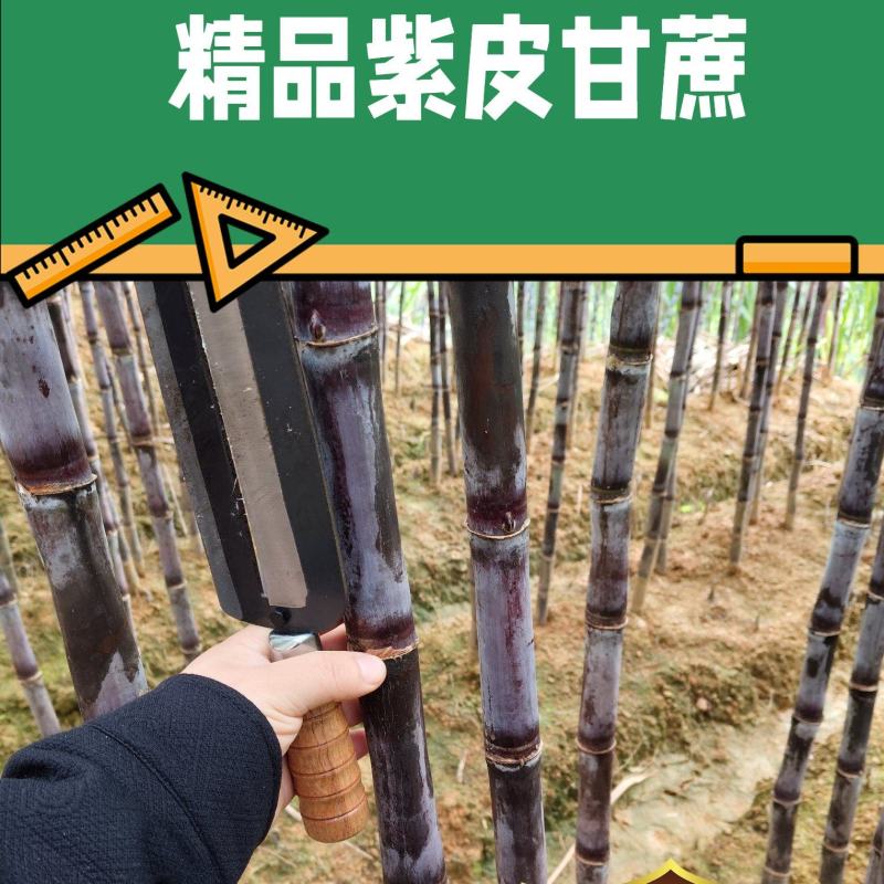 广西现货黑皮紫皮甘蔗产地直发一件代发市场批发