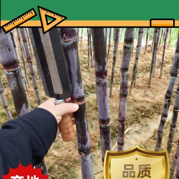 黑皮紫皮甘蔗支持电商一件代发市场批发货源充足