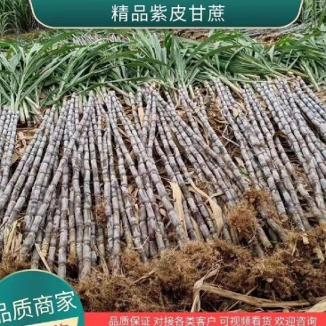 现货全网电商黑皮紫皮甘蔗产地直发量大从优全国可发