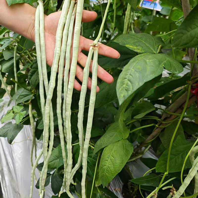 银狐白豇豆种子大白条种子三尺豇豆春夏秋季耐热农家田园蔬菜