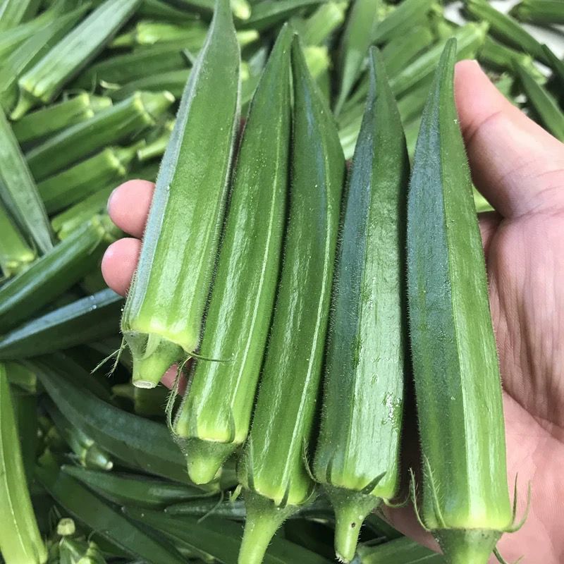 凌云六号水果黄秋葵种子苗绿羊角菜蔬菜种籽不易变老