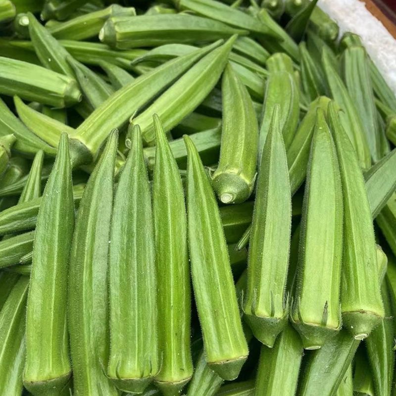 凌云六号水果黄秋葵种子苗绿羊角菜蔬菜种籽不易变老