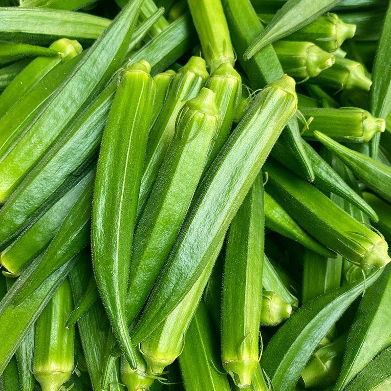 凌云六号水果黄秋葵种子苗绿羊角菜蔬菜种籽不易变老