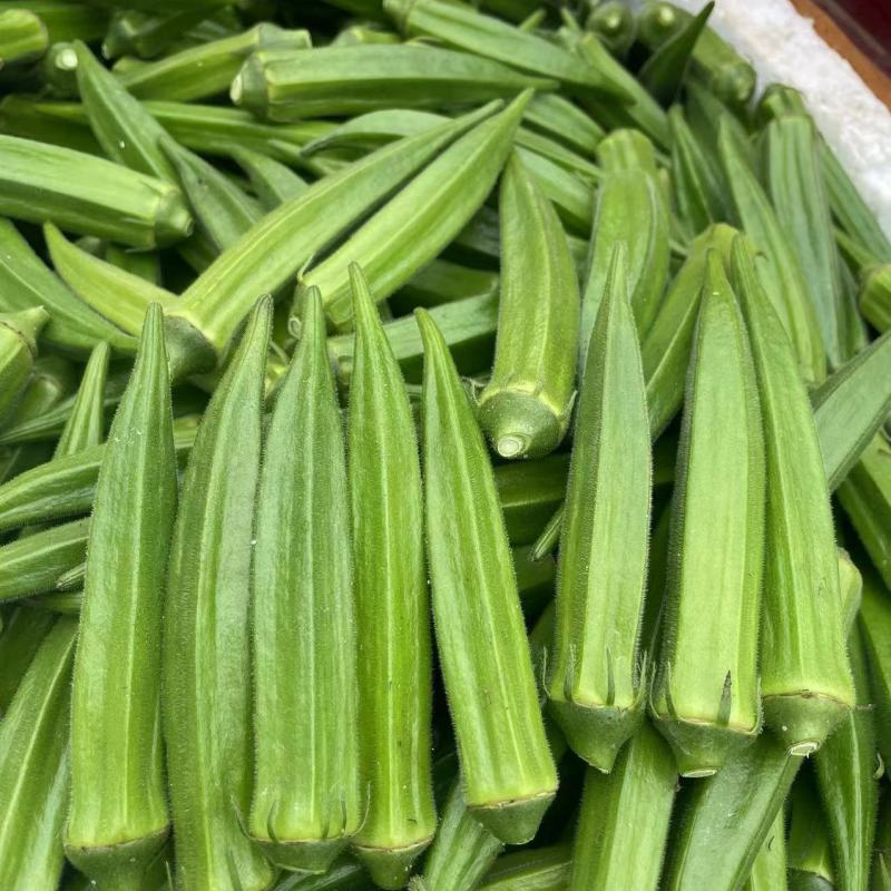 凌云六号水果黄秋葵种子苗绿羊角菜蔬菜种籽不易变老