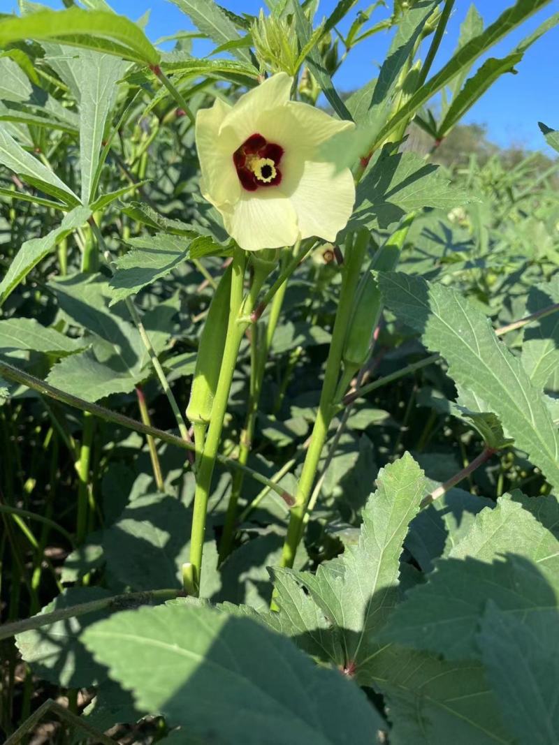 凌云六号水果黄秋葵种子苗绿羊角菜蔬菜种籽不易变老
