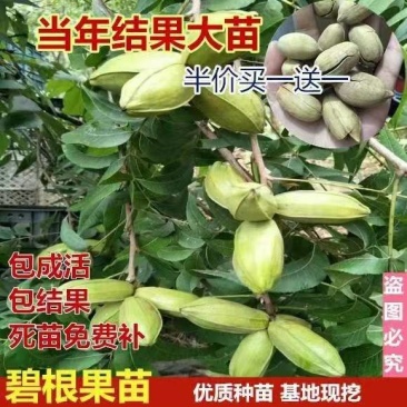 山东碧根果（美国山核）、新疆薄壳、纸皮核桃