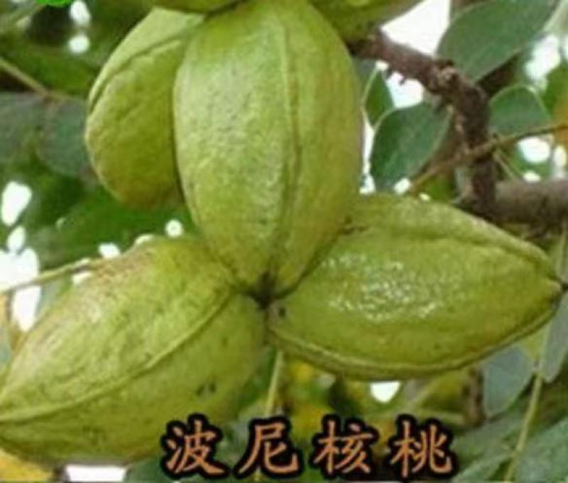 山东碧根果（美国山核）、新疆薄壳、纸皮核桃