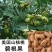 山东碧根果（美国山核）、新疆薄壳、纸皮核桃