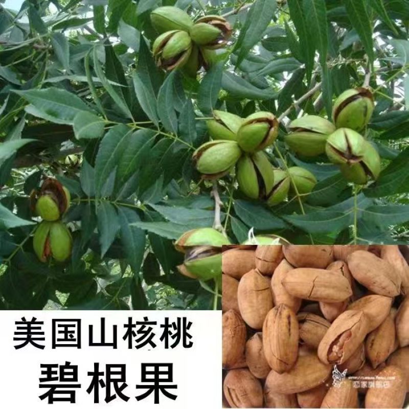 山东碧根果（美国山核）、新疆薄壳、纸皮核桃