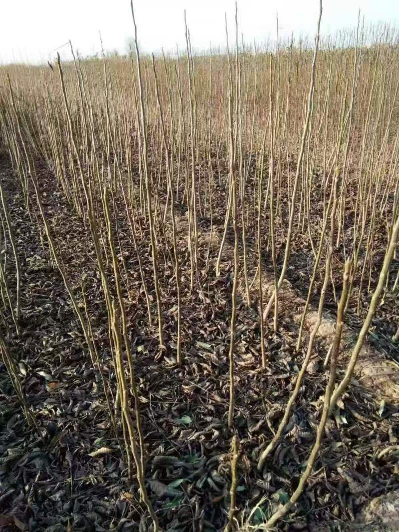 山东碧根果（美国山核）、新疆薄壳、纸皮核桃