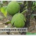 山东碧根果（美国山核）、新疆薄壳、纸皮核桃