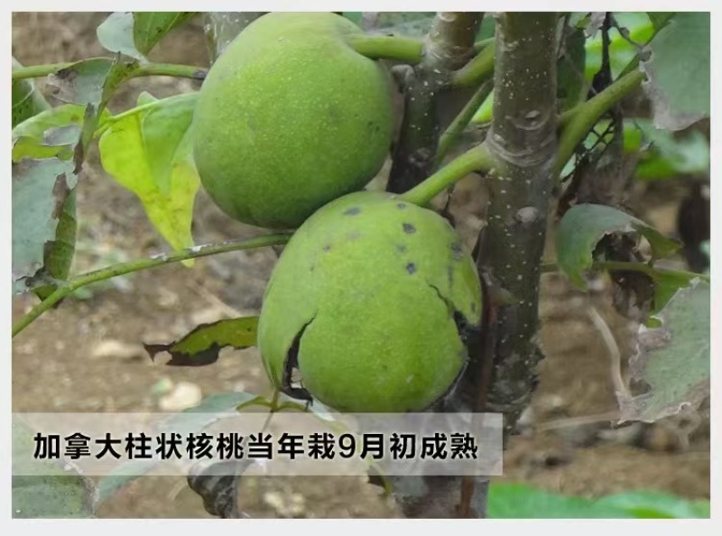 山东碧根果（美国山核）、新疆薄壳、纸皮核桃