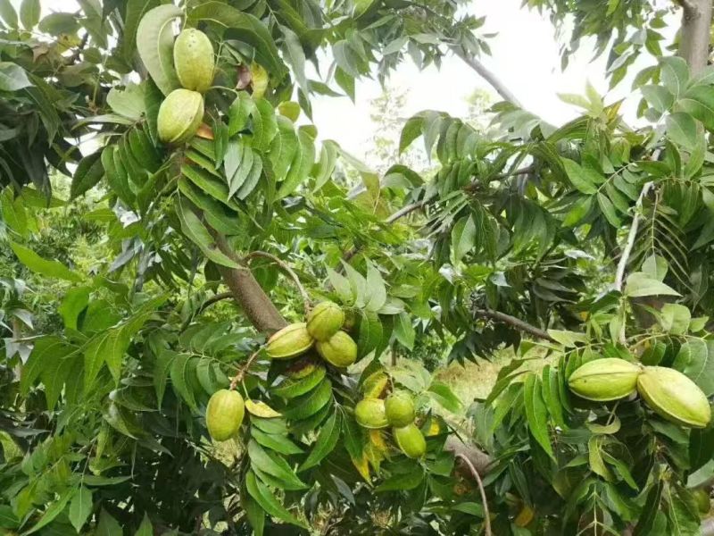 山东碧根果（美国山核）、新疆薄壳、纸皮核桃