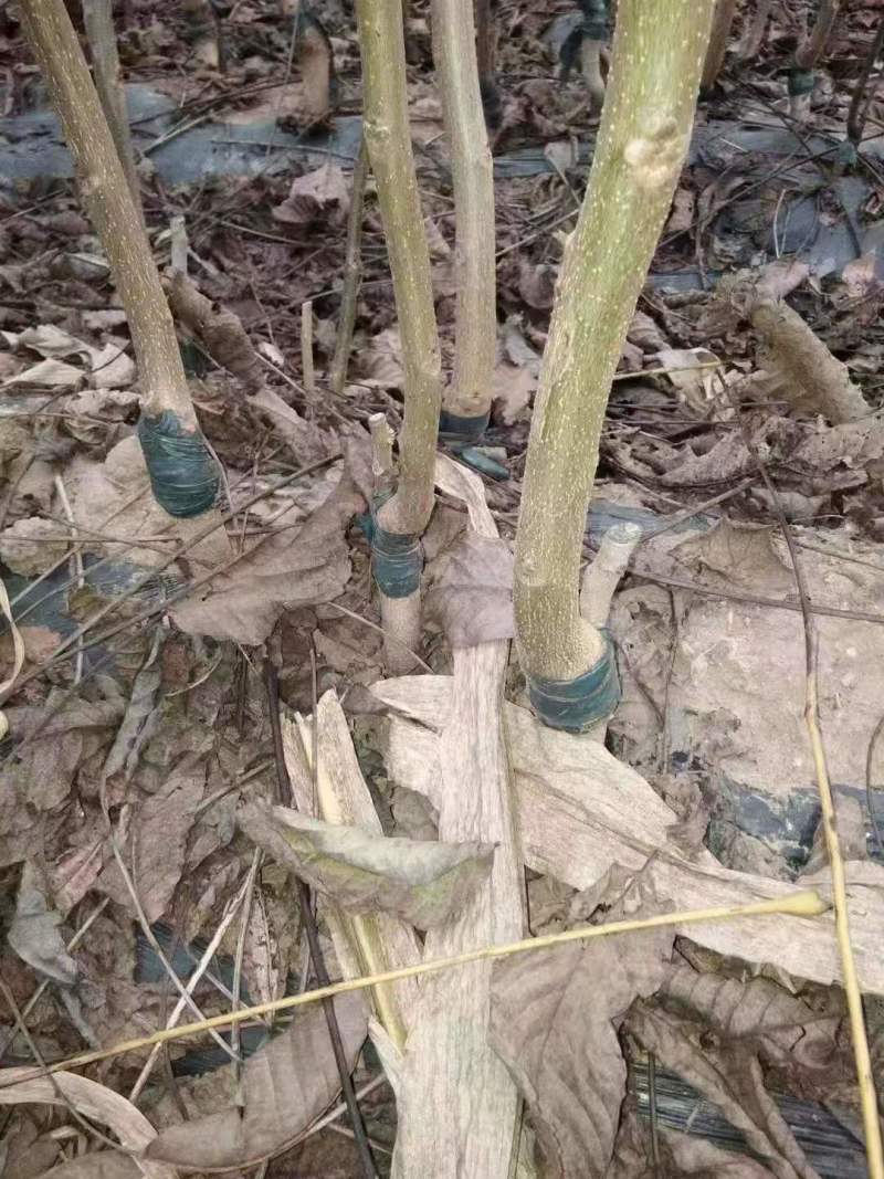 山东碧根果（美国山核）、新疆薄壳、纸皮核桃