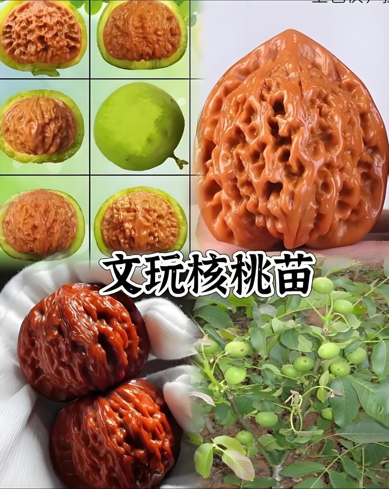 山东碧根果（美国山核）、新疆薄壳、纸皮核桃
