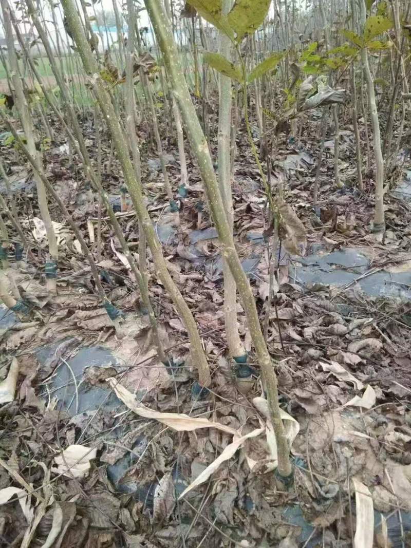 山东碧根果（美国山核）、新疆薄壳、纸皮核桃